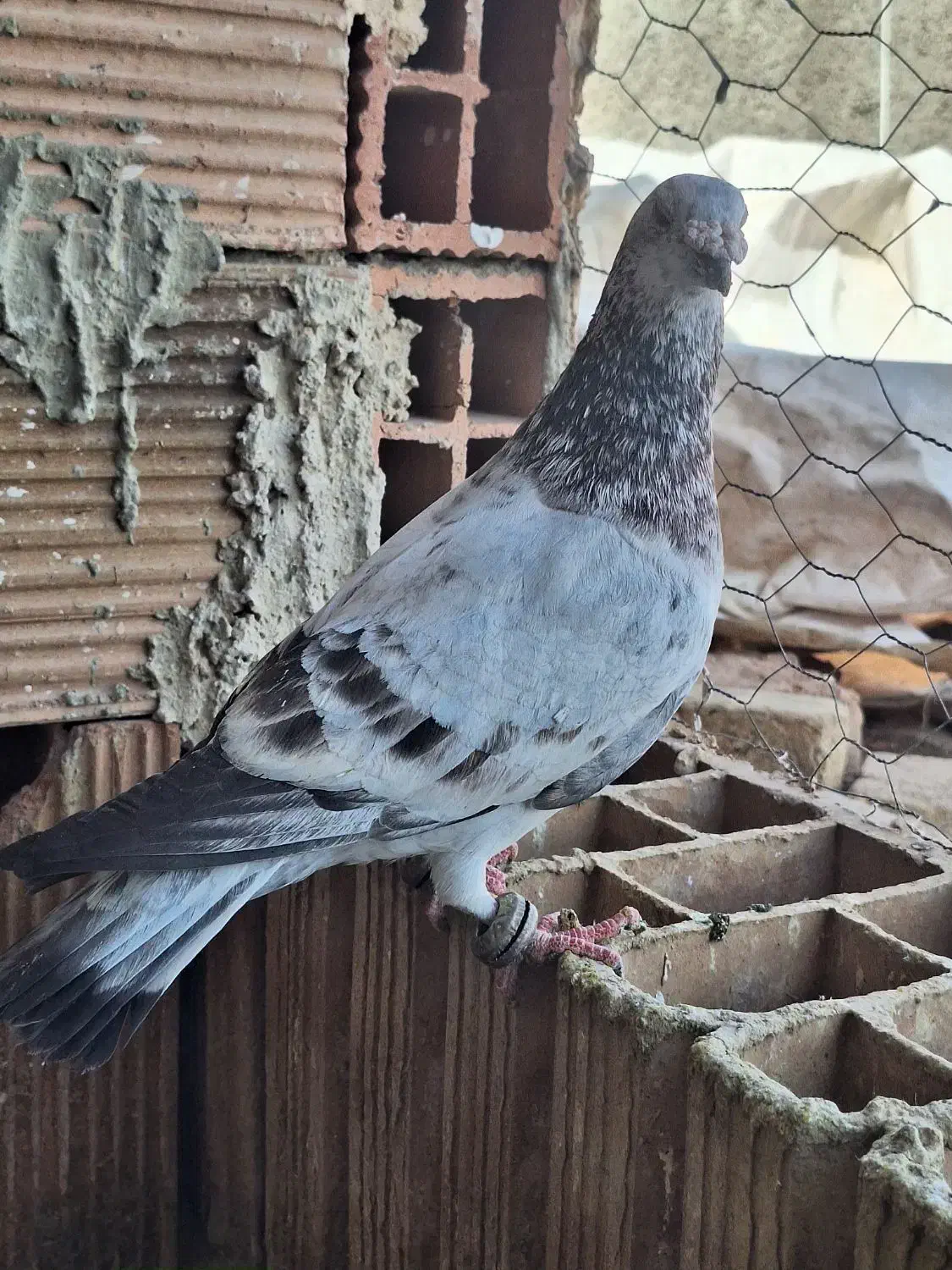 کبوتر|پرنده|نیشابور, مازول|دیوار