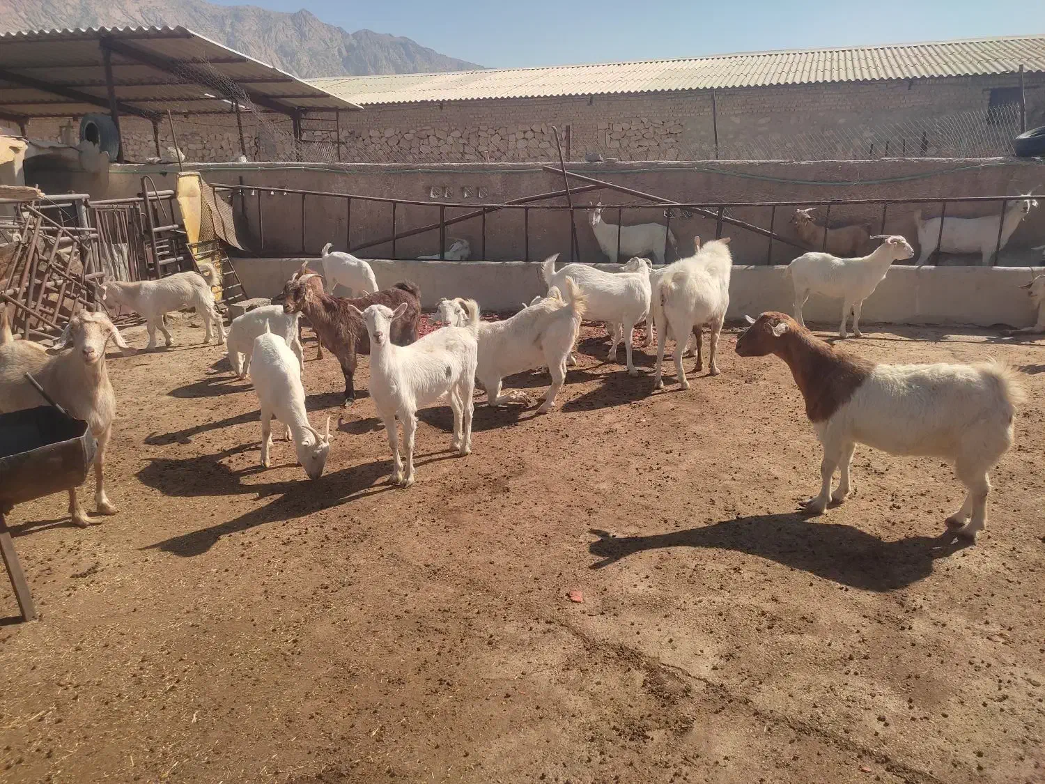 فروش تعدادی میش و بز سانن|حیوانات مزرعه|زرقان, |دیوار