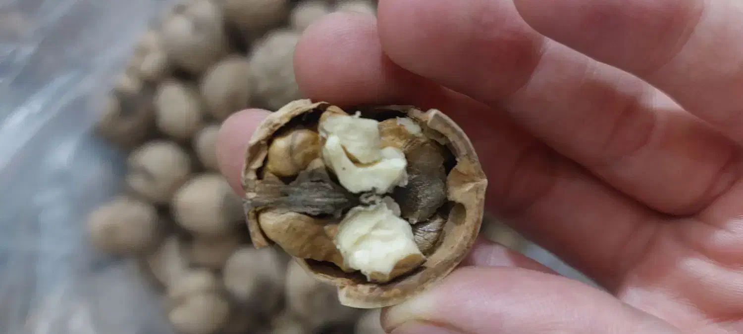 گردو خوش طعم|خوردنی و آشامیدنی|جم, |دیوار