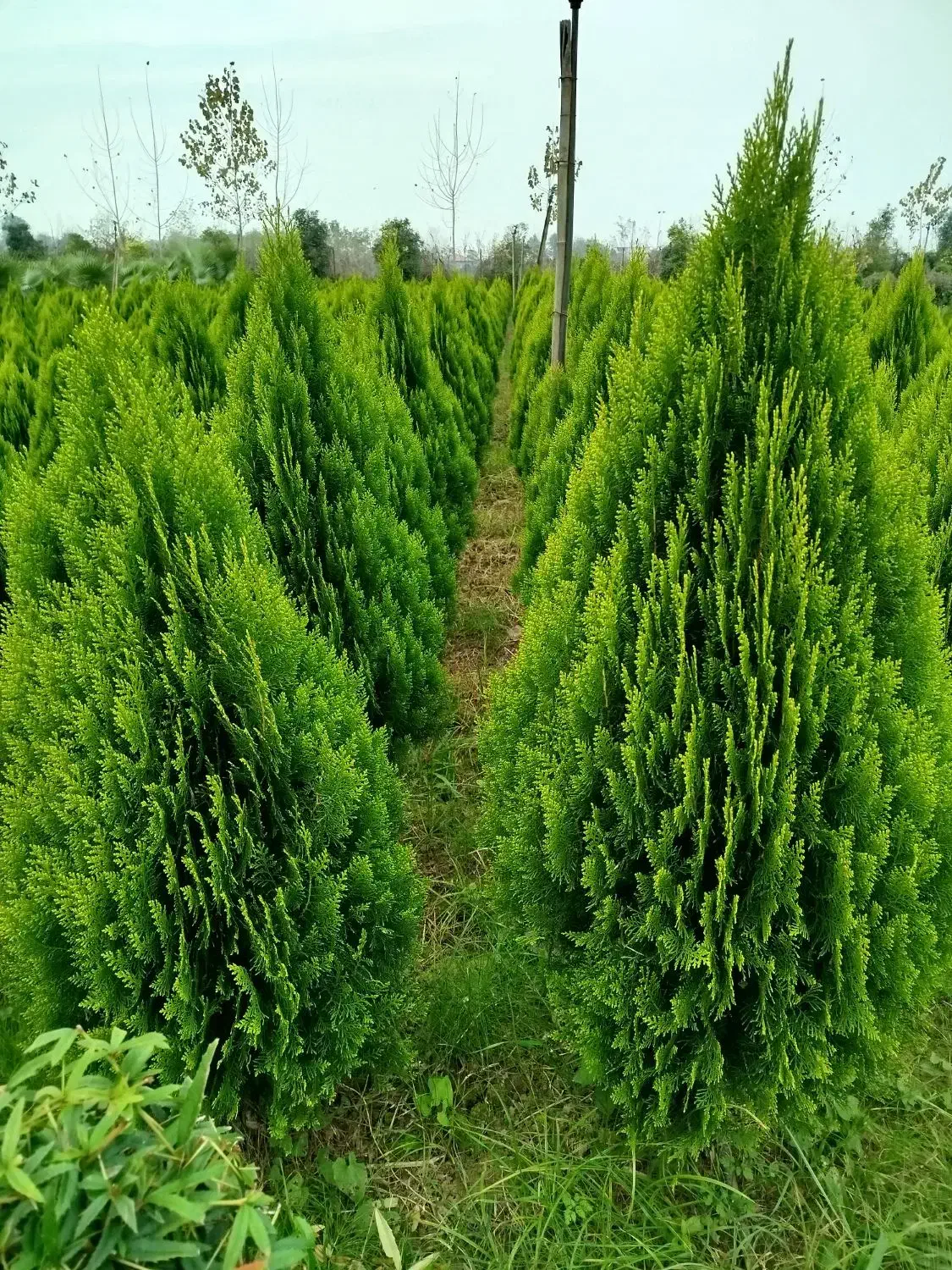 گل گیاه|عمده‌فروشی|رودسر, |دیوار