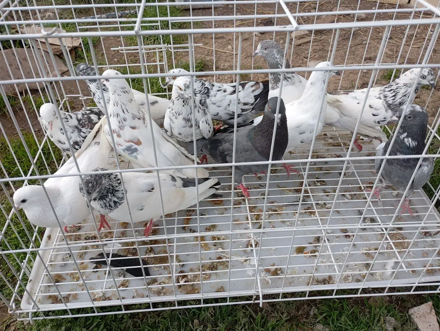 کبوتر دونیی ۱۵۰|پرنده|خشکبیجار, |دیوار