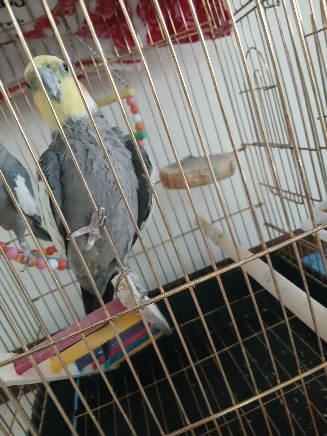 عروس هلندی نر|پرنده|قدس, شهرقدس|دیوار