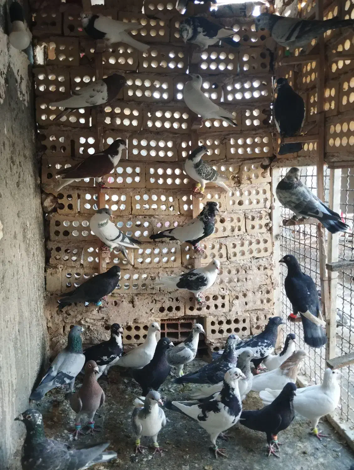 ۳۲عدد حیوون قلدور پرشی|پرنده|فریمان, |دیوار