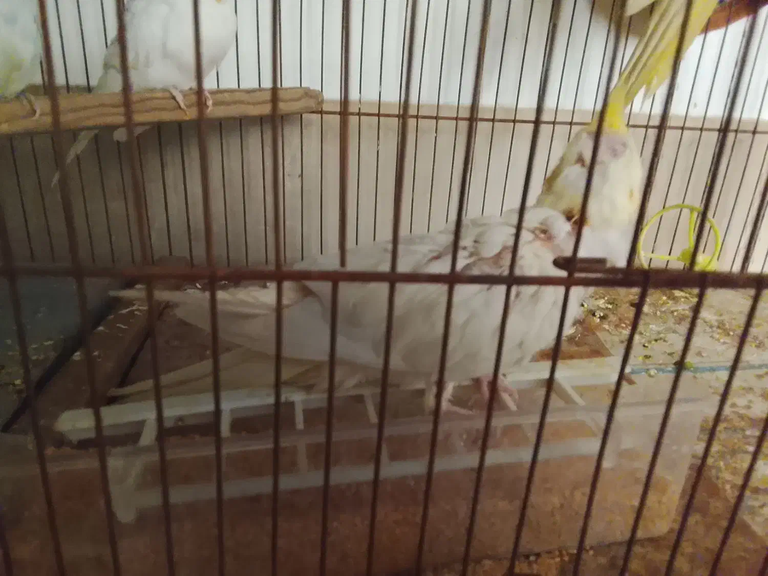 فروش عروس هلندیو کوتوله برزیلی|پرنده|شیراز, جوادیه|دیوار