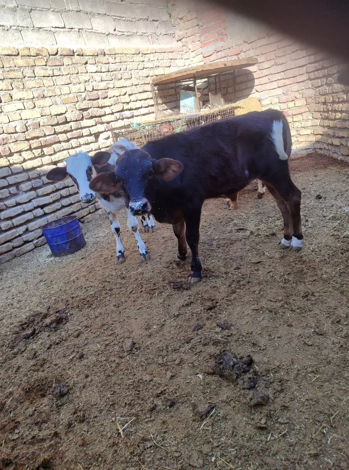 گاو زایده با گوساله نر جنس خوب|حیوانات مزرعه|جیرفت, |دیوار
