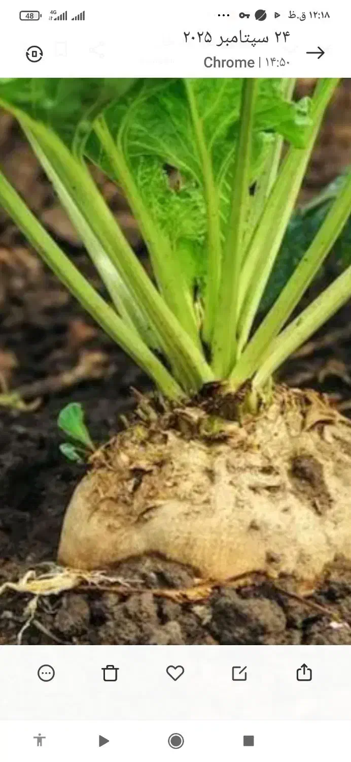 فروش چغندر قند 2تن تا صد تن|لوازم جانبی حیوانات|نقده, |دیوار