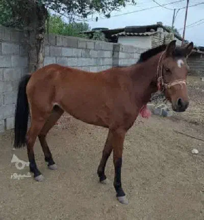 2 اسب باری با ادب و آرام|اسب و تجهیزات اسبسواری|آرمرده, |دیوار