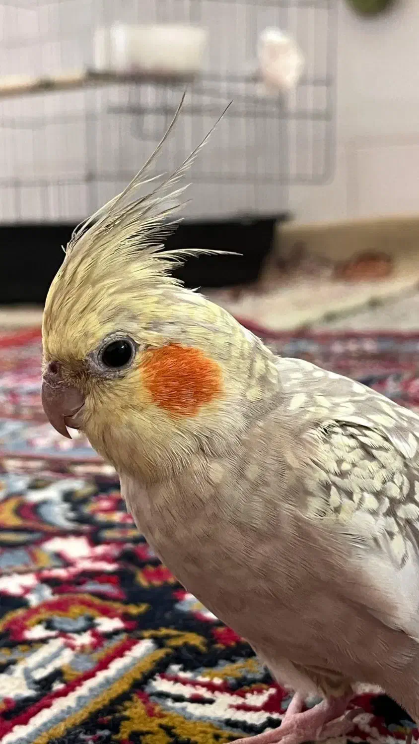 عروس هلندی|پرنده|سرپل ذهاب, |دیوار