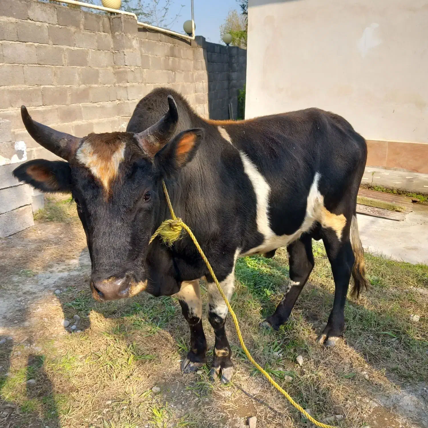 گاو  حامله ورزاکوله|حیوانات مزرعه|سنگر, |دیوار