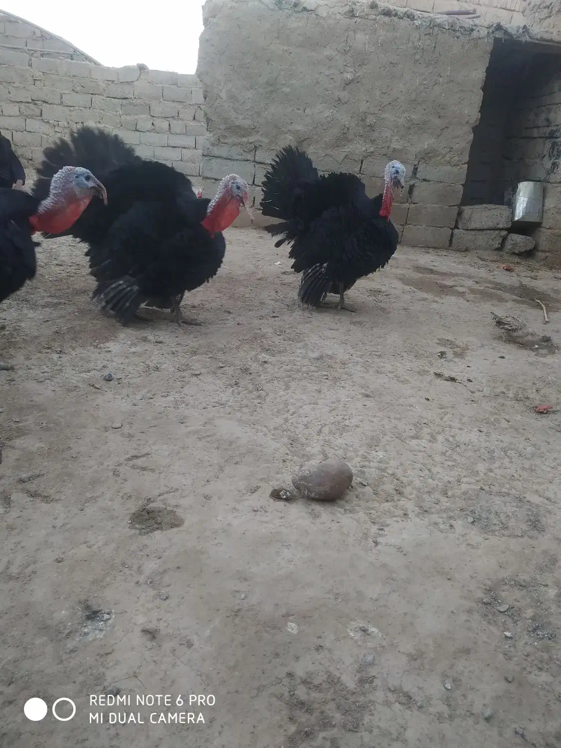 بوقلمون|حیوانات مزرعه|زهک, |دیوار