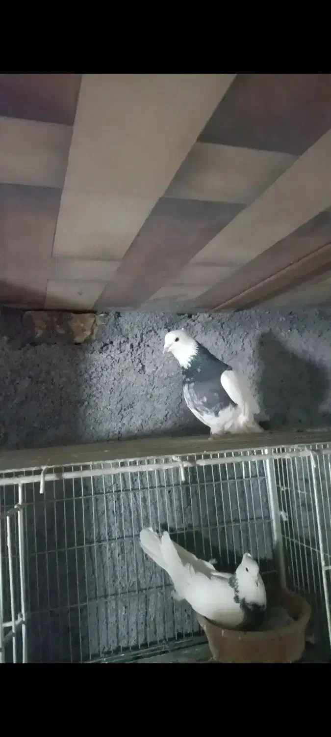 طوقی نر دورنگ|پرنده|باغ بهادران, |دیوار