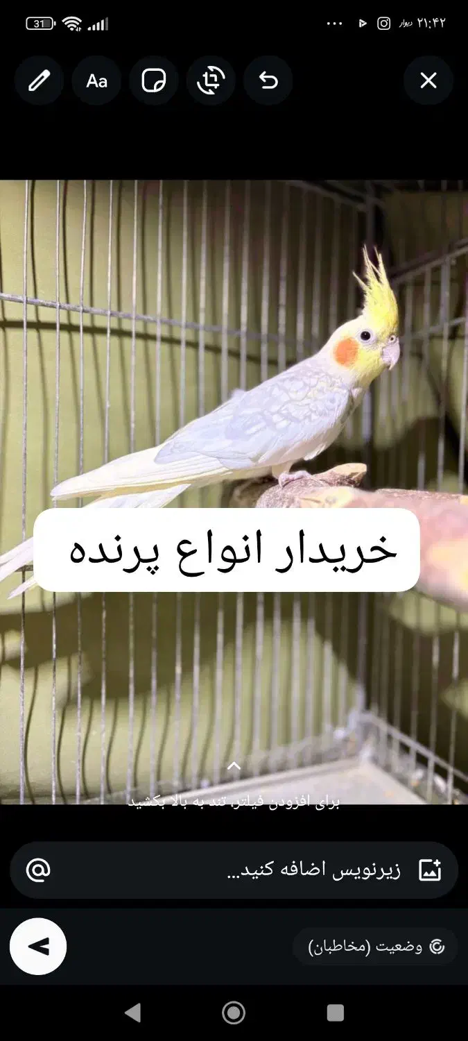 فروش عروس مولد|پرنده|بندر ماهشهر, |دیوار