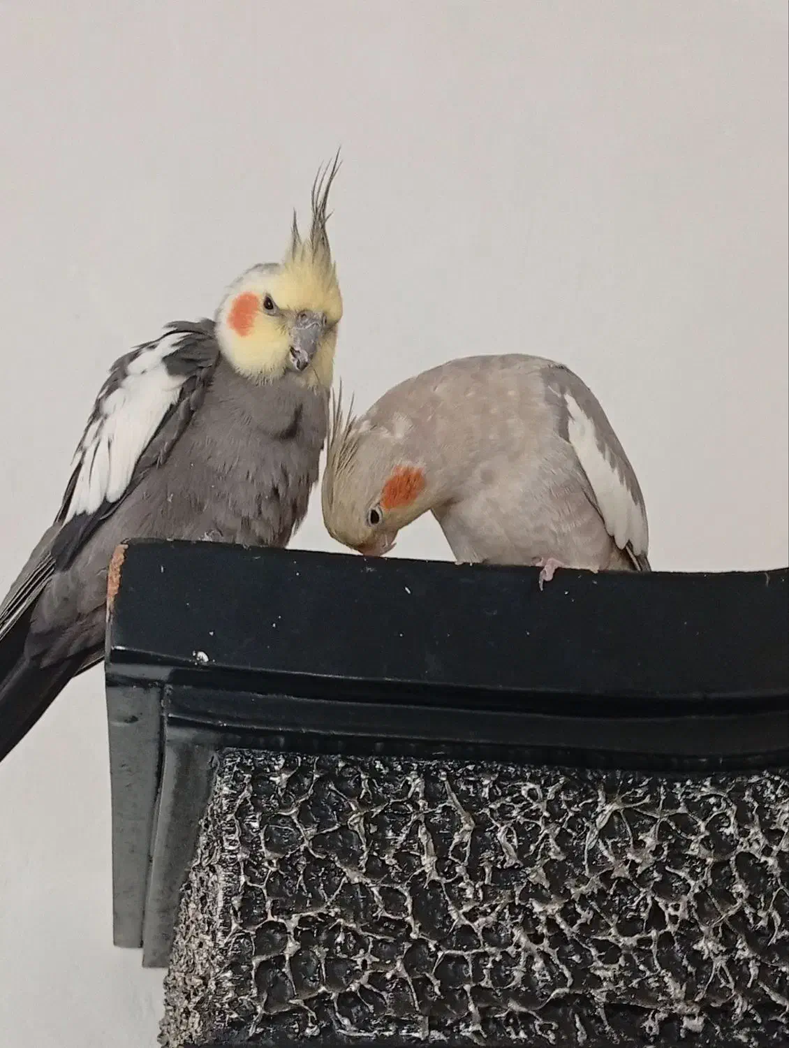 عروس هلندی نر با وسایل کامل|پرنده|روانسر, |دیوار