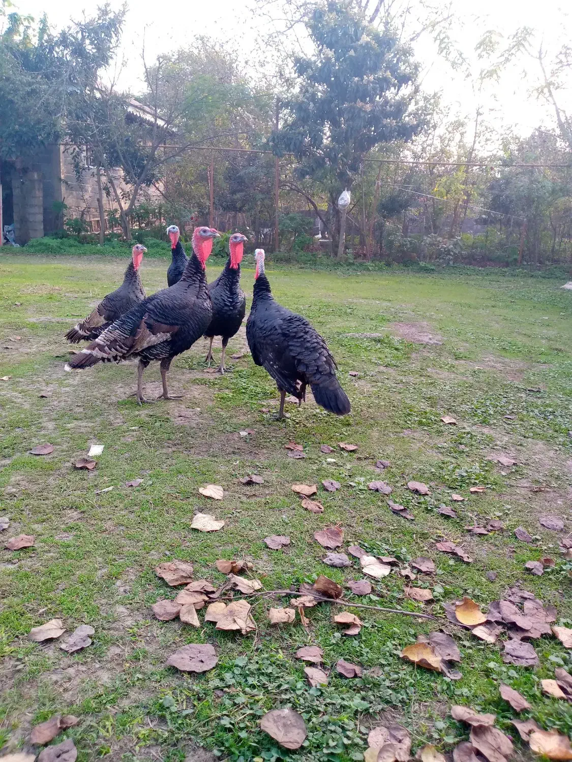 بوقلمون محلی|حیوانات مزرعه|سنگر, |دیوار