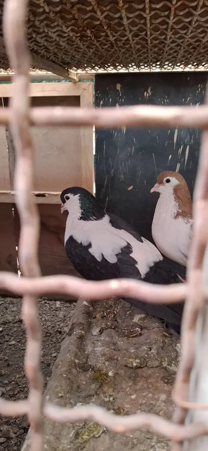 کبوتر جفتکاه|پرنده|مشهد, شهرک صنعتی توس|دیوار