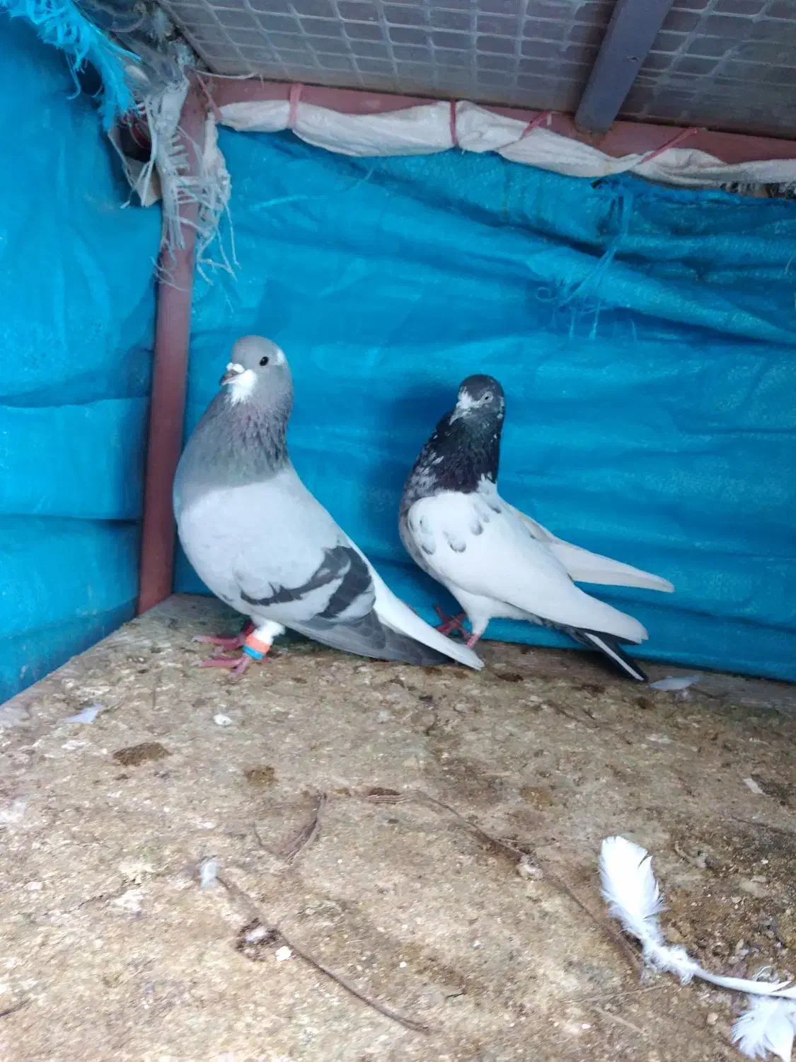 کبوتر|پرنده|گلپایگان, |دیوار