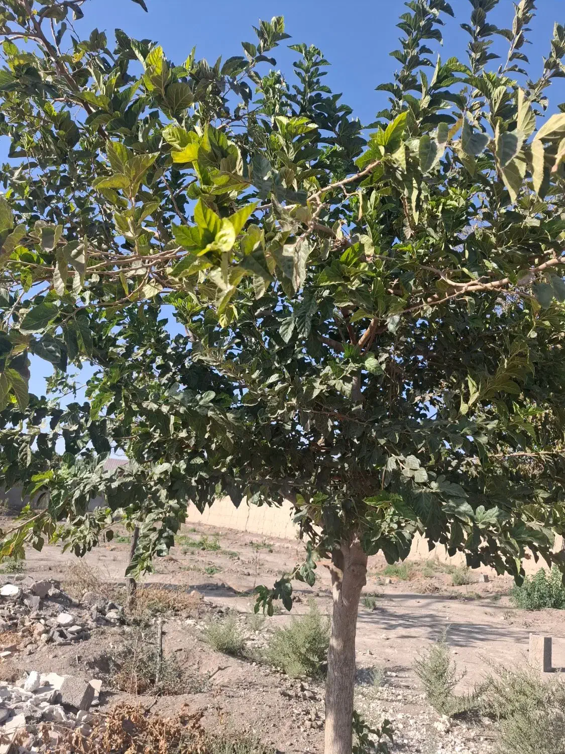 باغچه|فروش زمین و ملک کلنگی|رباطکریم, منجیل آباد|دیوار