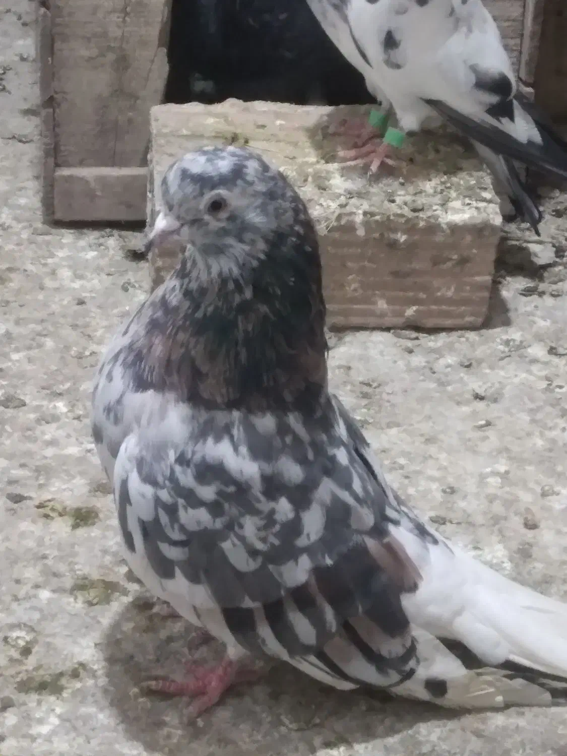 کبوتر تکپر سروردم سفید|پرنده|خان ببین, |دیوار