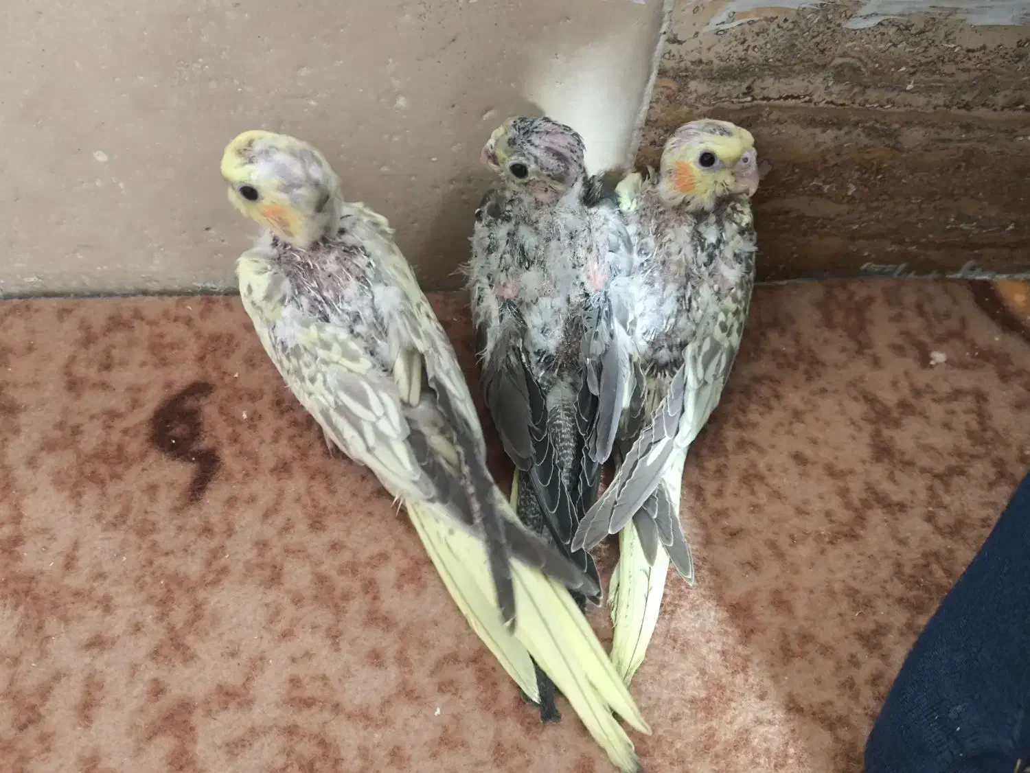 جوجه عروس هلندی|پرنده|مشهد, شهید شهریاری|دیوار