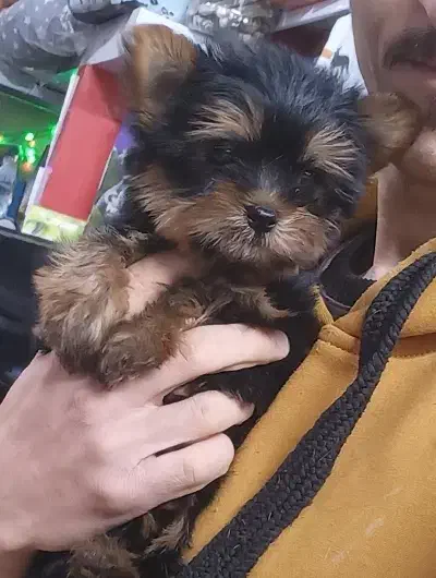 سگ های جیبی و مینیاتوری و گربه های خانگی|سگ|تبریز, |دیوار