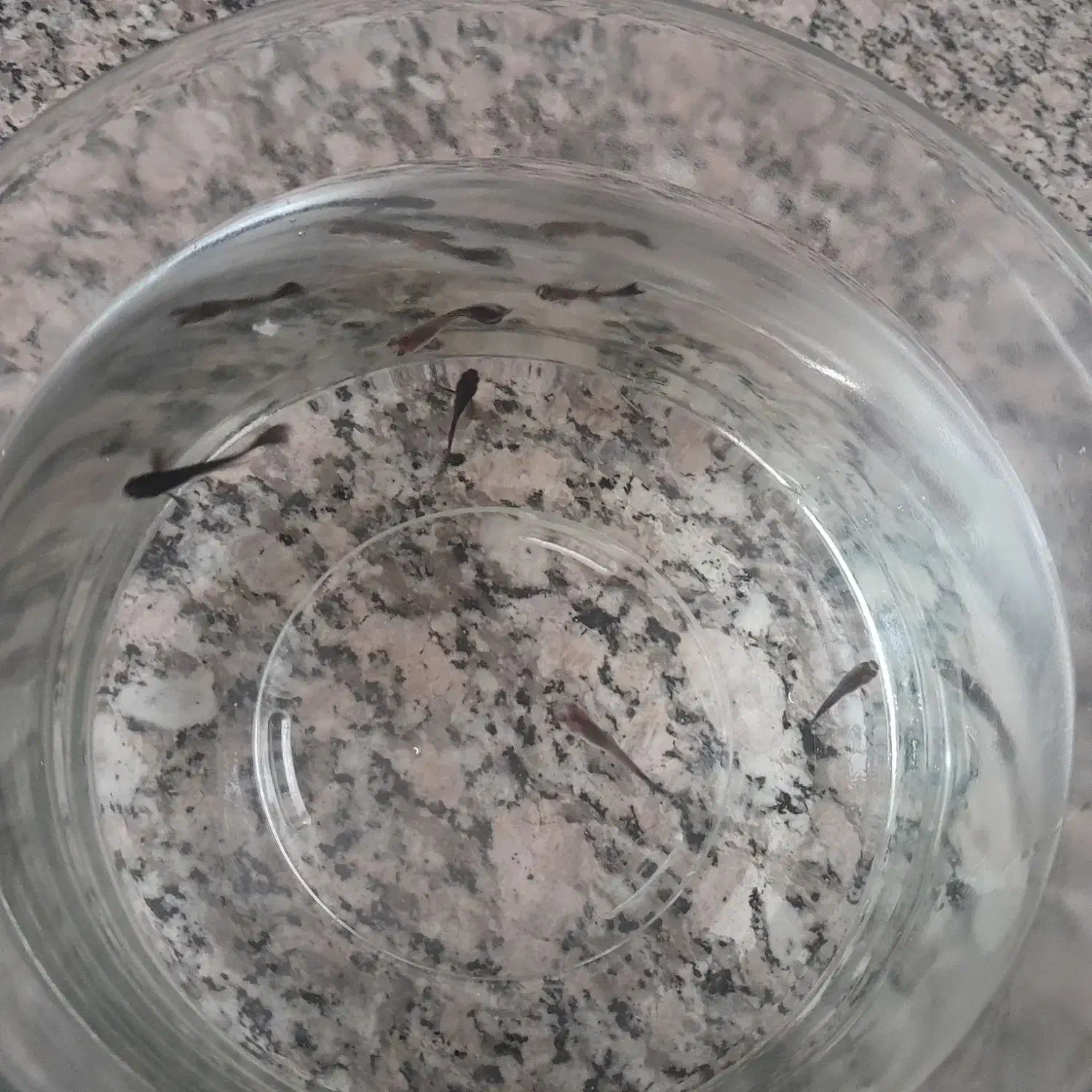 ماهی گوپی بلک|ماهی|جهرم, |دیوار