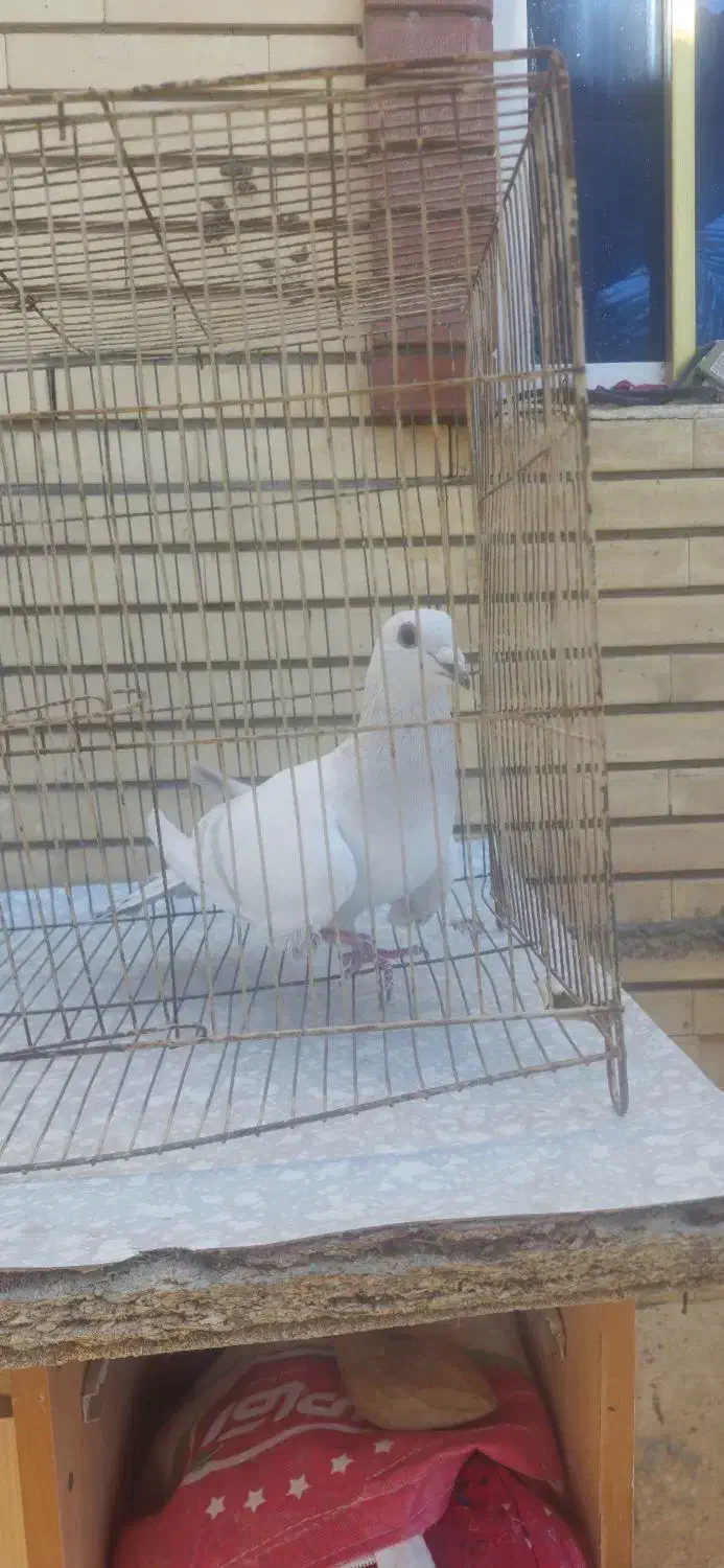 گوک و معلقی|پرنده|بم, |دیوار