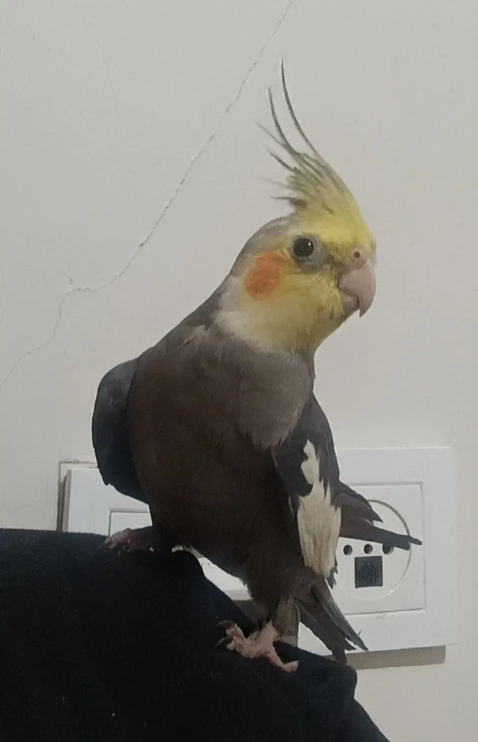 عروس هلندی مولد|پرنده|بومهن, |دیوار