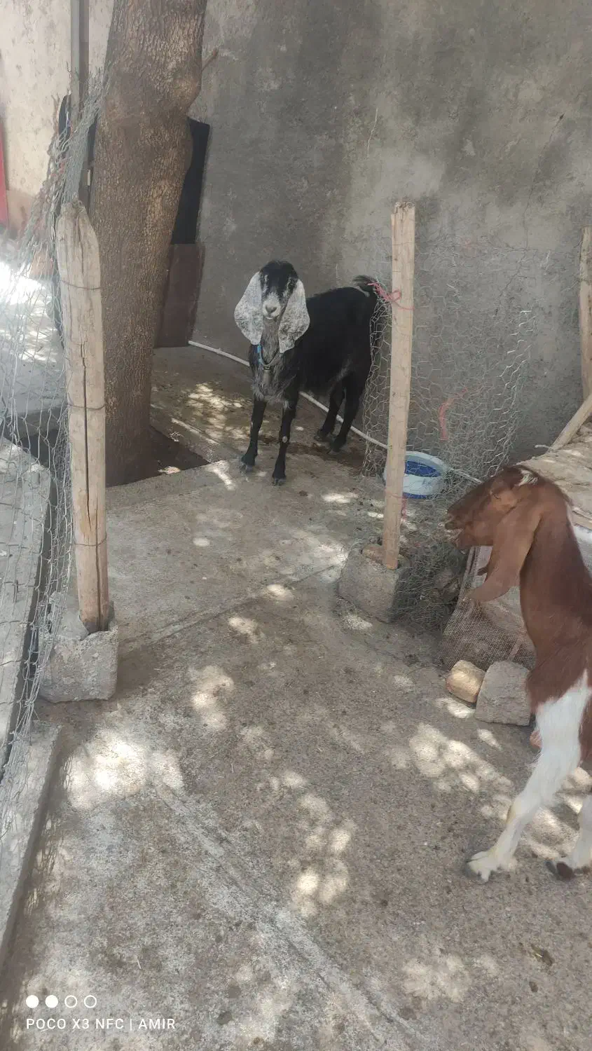 بز هلندی|حیوانات مزرعه|صحنه, |دیوار