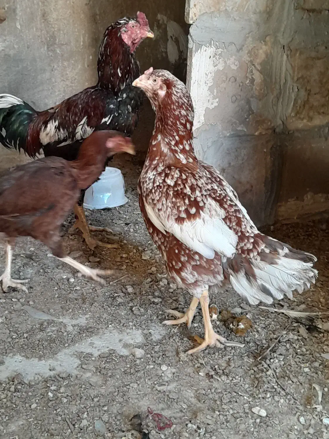 مرغ خروس لاری|حیوانات مزرعه|مهریز, |دیوار