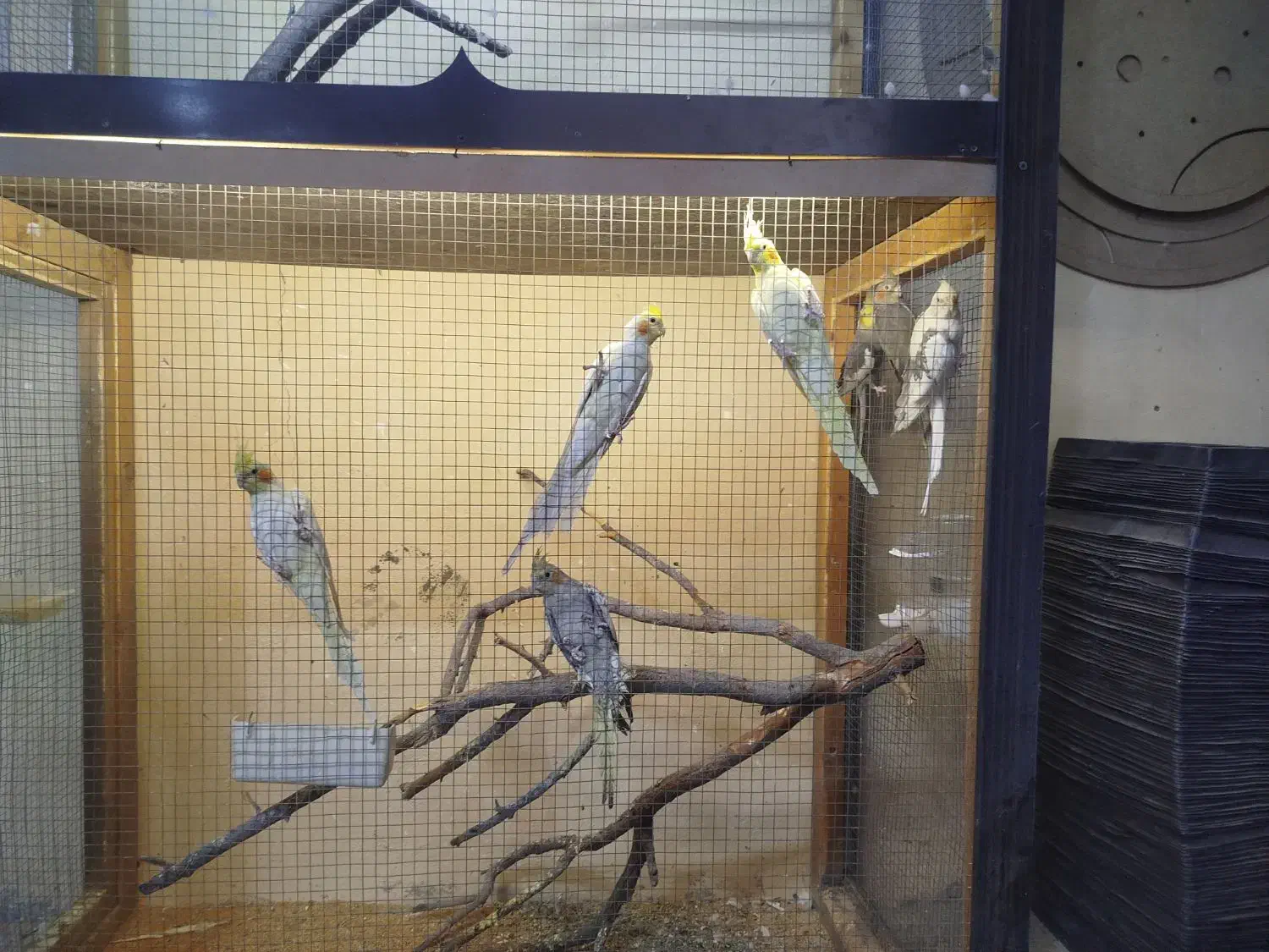 یک جفت ملنگو و هفت عدد عروس هلندی|پرنده|خسروشاه, |دیوار