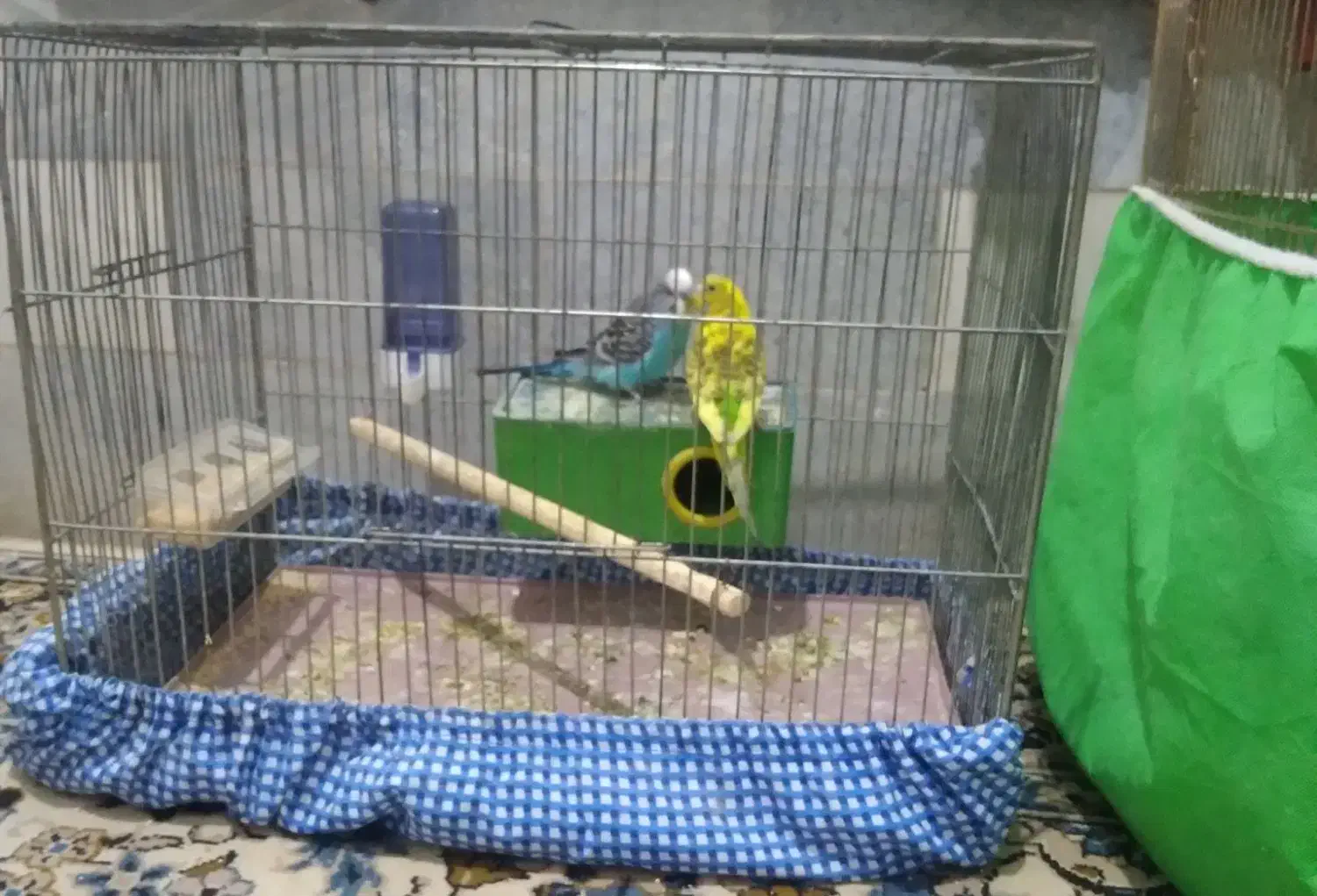 مرغ عشق مولد|پرنده|بهار, |دیوار