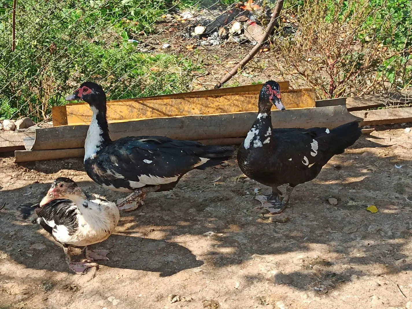 اردک خروس غاز|حیوانات مزرعه|قائم‌شهر, |دیوار