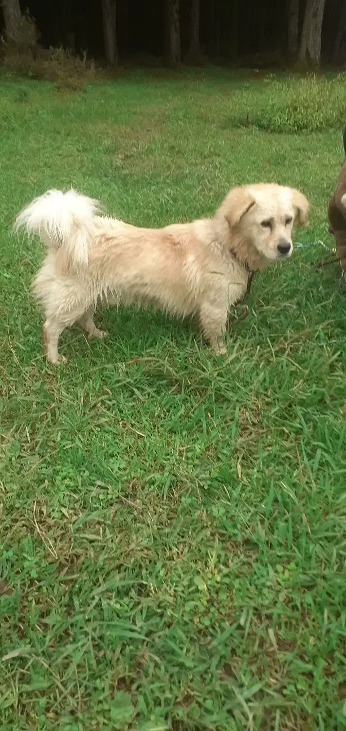 سگ خانگی|سگ|تالش, طولارود|دیوار