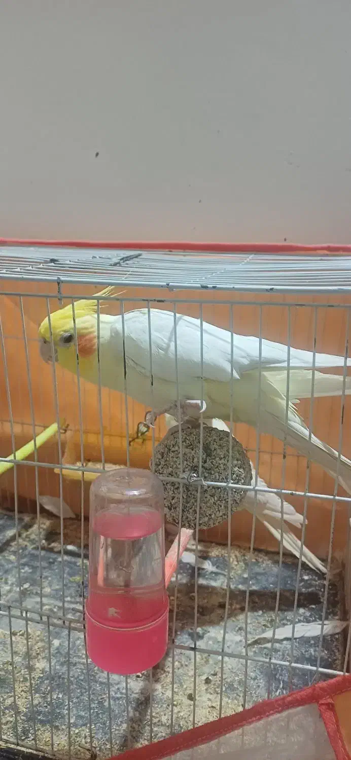 عروس هلندی|پرنده|تایباد, |دیوار