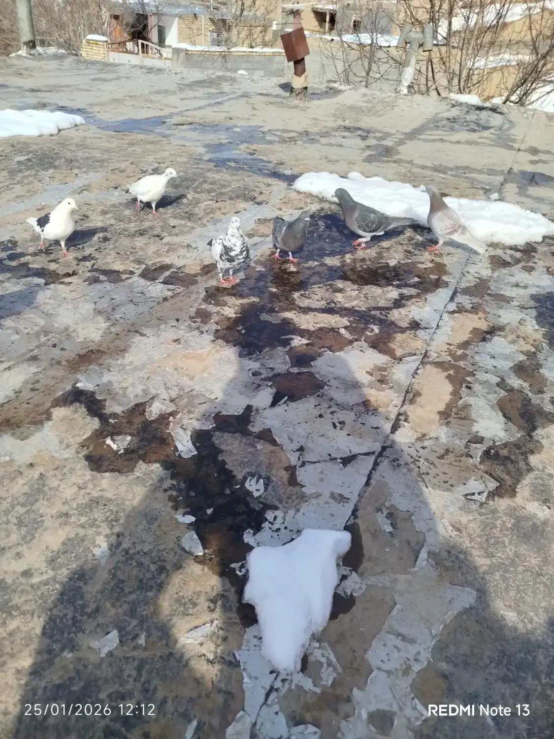 کبوتر پرشی|پرنده|جلگه شوقان, |دیوار