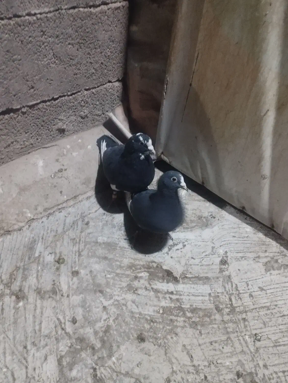 کفتر|پرنده|کرمان, |دیوار