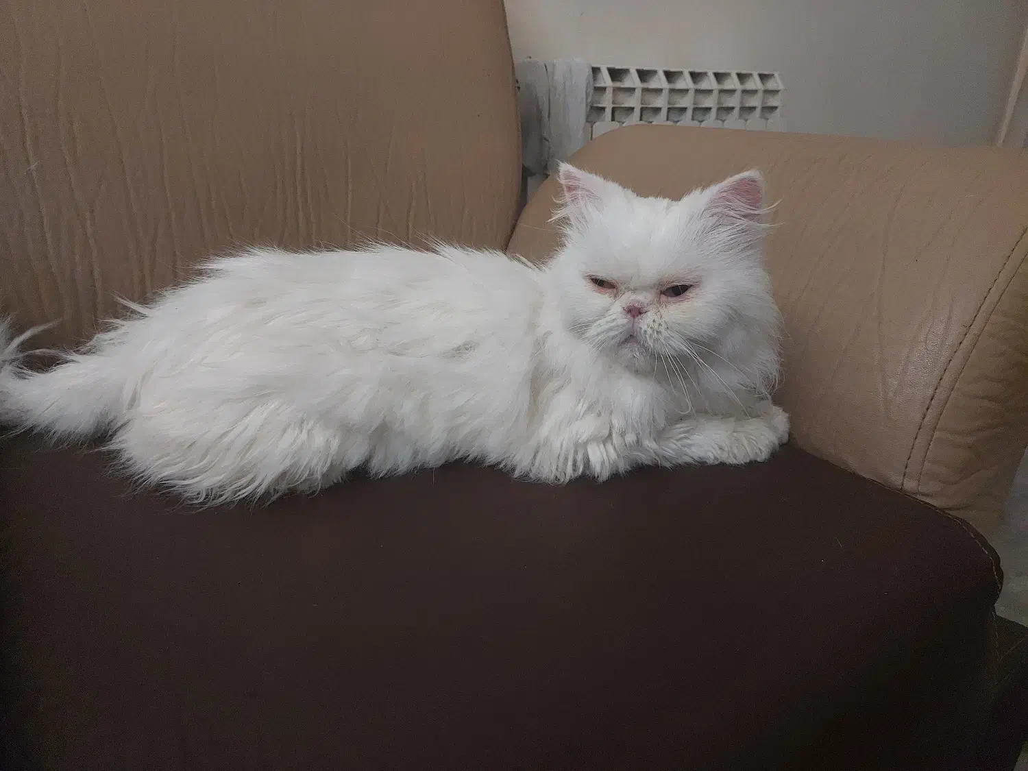 گربه|گربه|تهران, دکتر هوشیار|دیوار