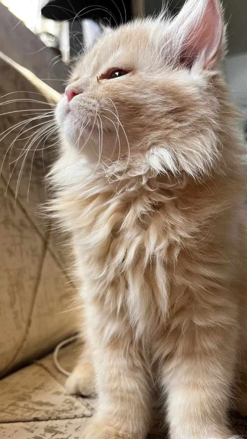 پیشی ناز گربه|گربه|مرودشت, مسجد رسول‎|دیوار