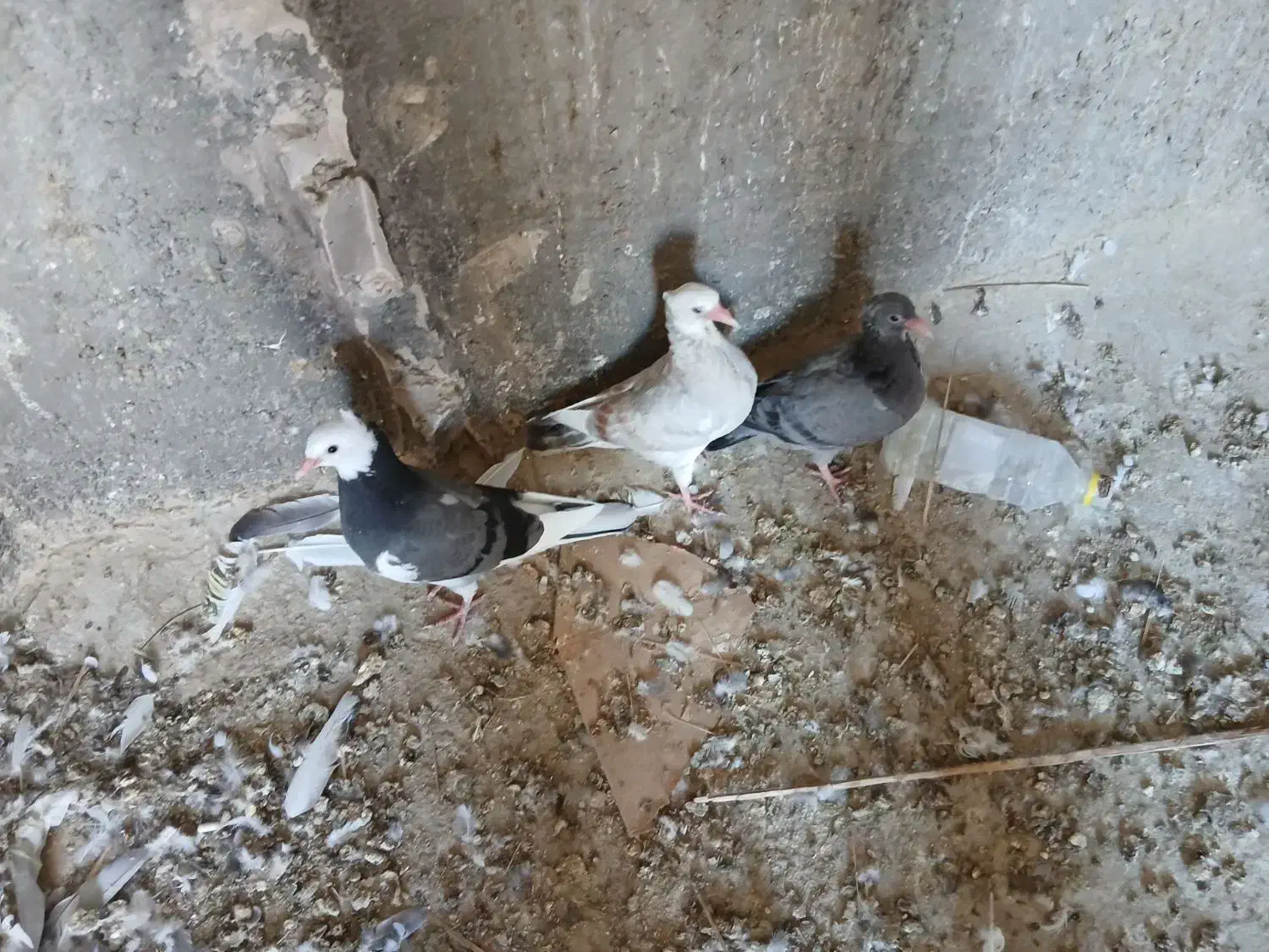 پلاکی ذات دار|پرنده|بافق, |دیوار