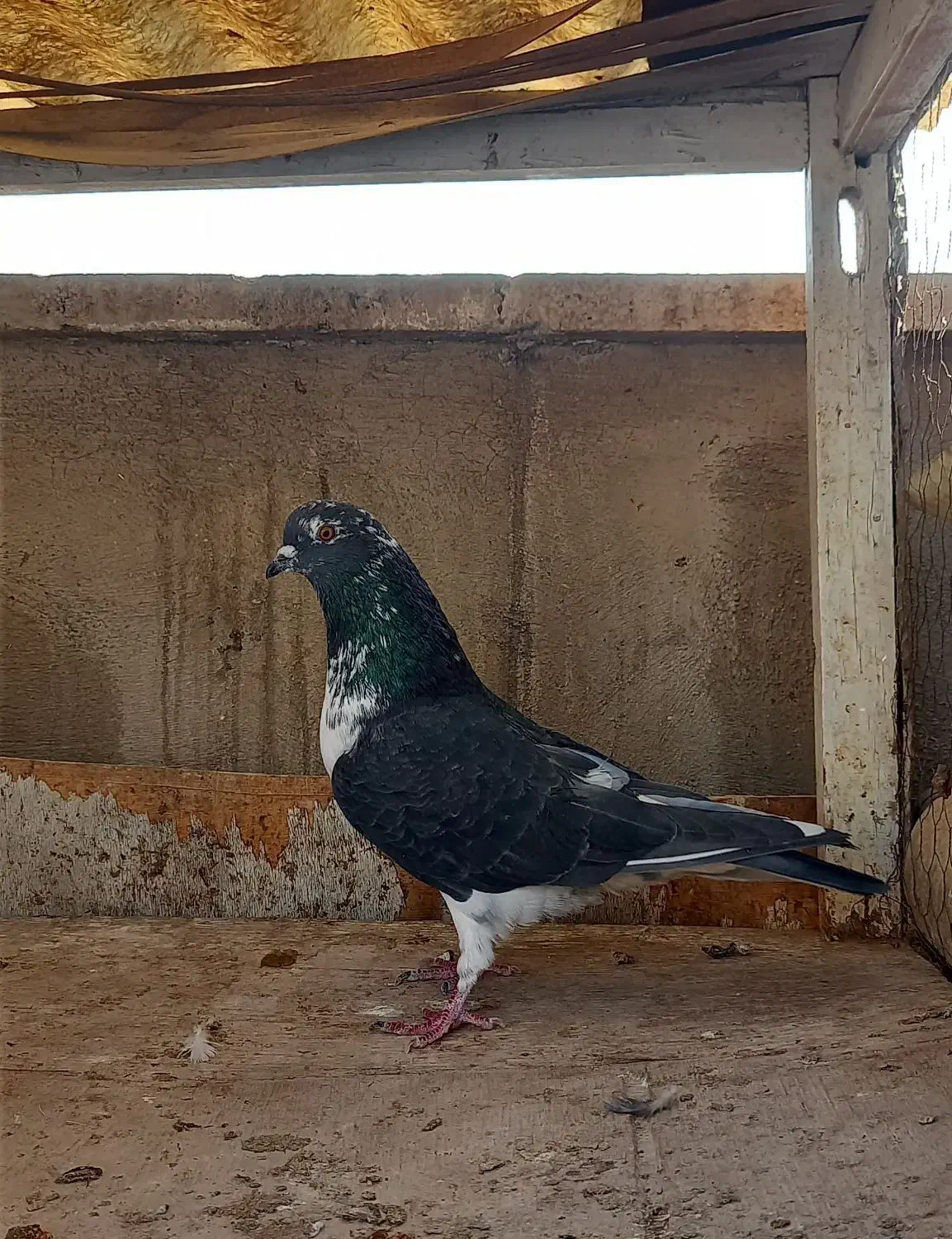 کفتر  ۵ تا گرفتنی|پرنده|ری, سرتخت|دیوار