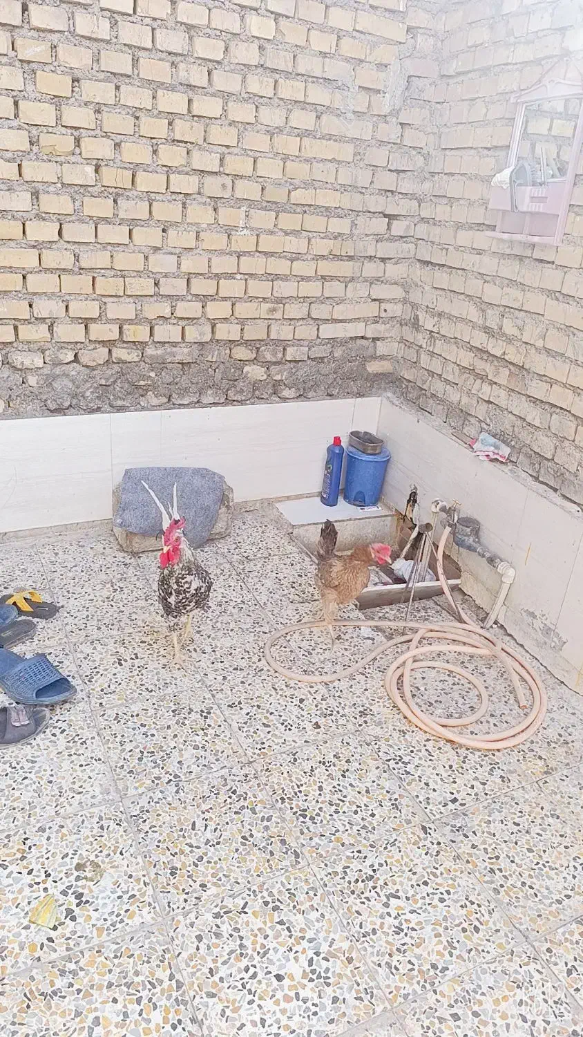 مرغ وخروس سراه خرمشهر عین دو دونی سیصدوپنجاه|حیوانات مزرعه|اهواز, عین ۲|دیوار