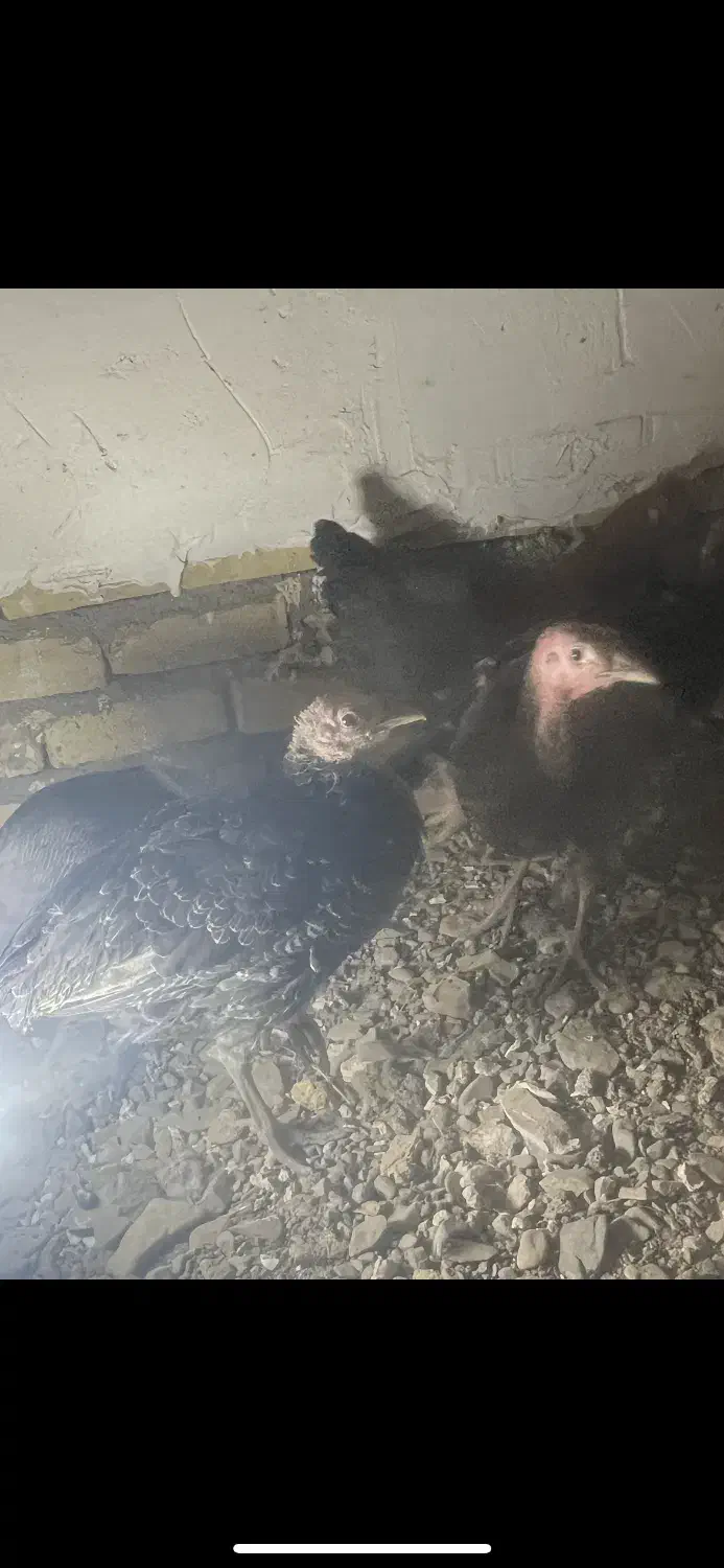 جوجه بوغلمون|حیوانات مزرعه|تربت‌حیدریه, دیزقند|دیوار