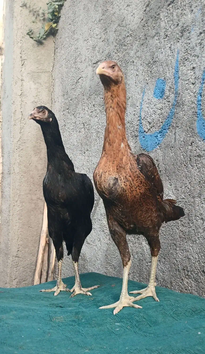 مرغ لاری|حیوانات مزرعه|مشهد, نوده|دیوار