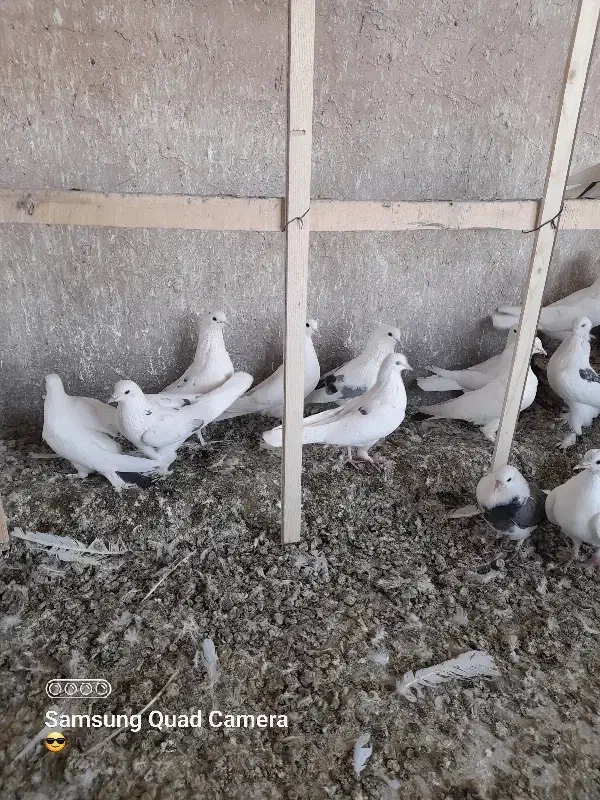 کبوتر یجایی ی نسل|پرنده|خنجین, |دیوار