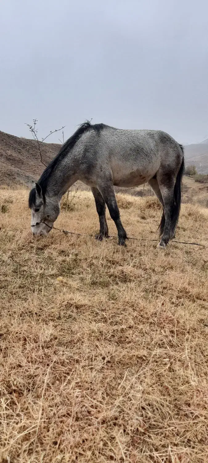 کره اسب نر|اسب و تجهیزات اسبسواری|سیلوانه, |دیوار