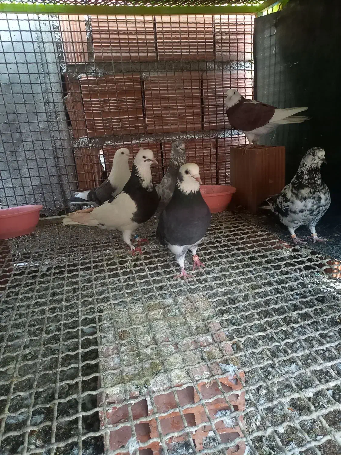 کبوتر|پرنده|مینودشت, |دیوار