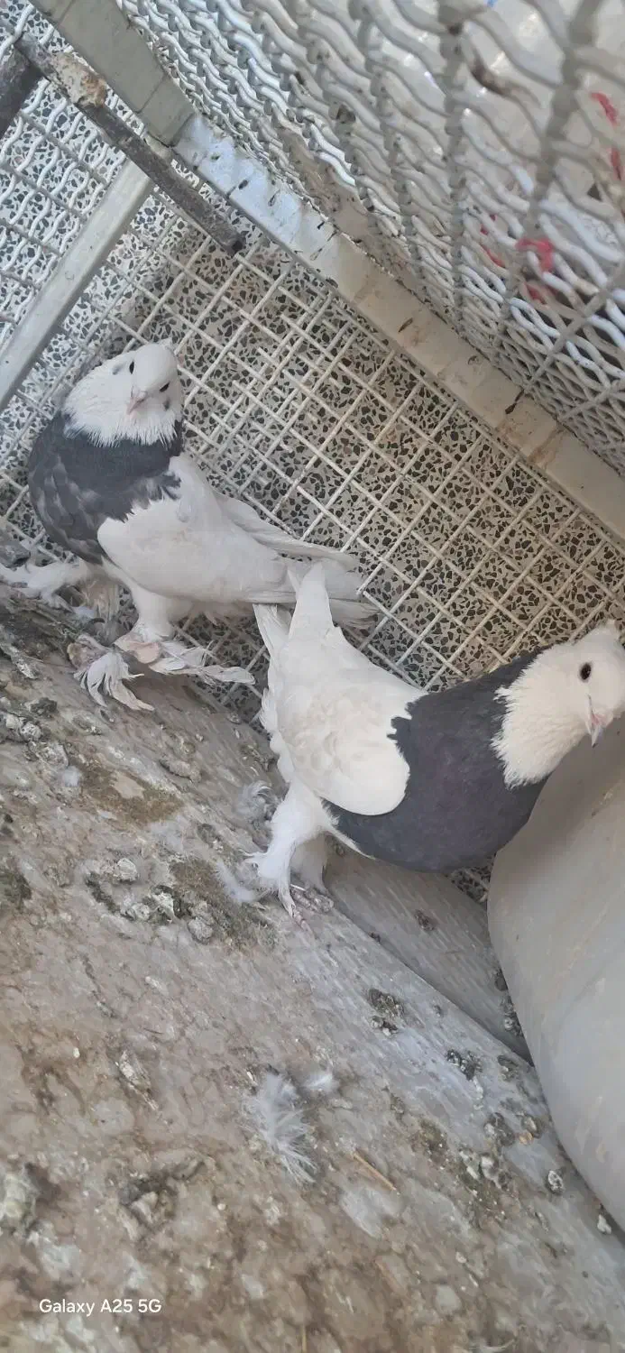 کیوتر تهرونی یا شیخ شیرازی|پرنده|شیراز, وزیرآباد|دیوار