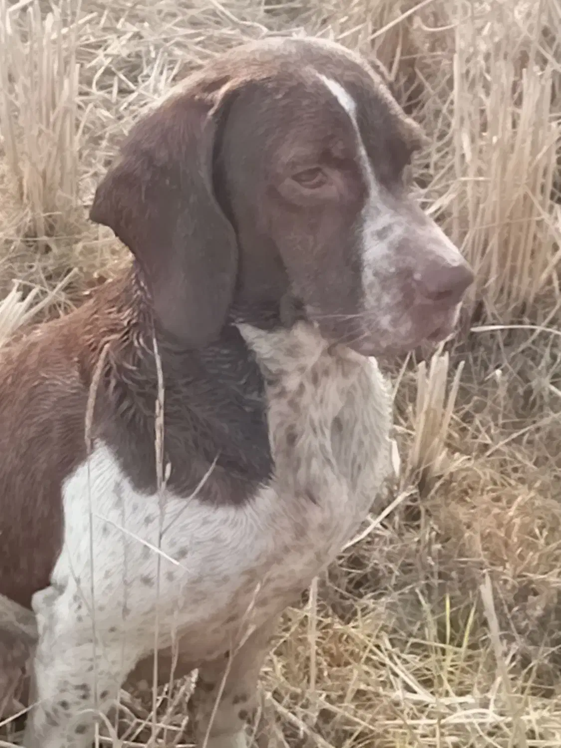 سگ شکاری پویینتر|سگ|چاف و چمخاله, |دیوار