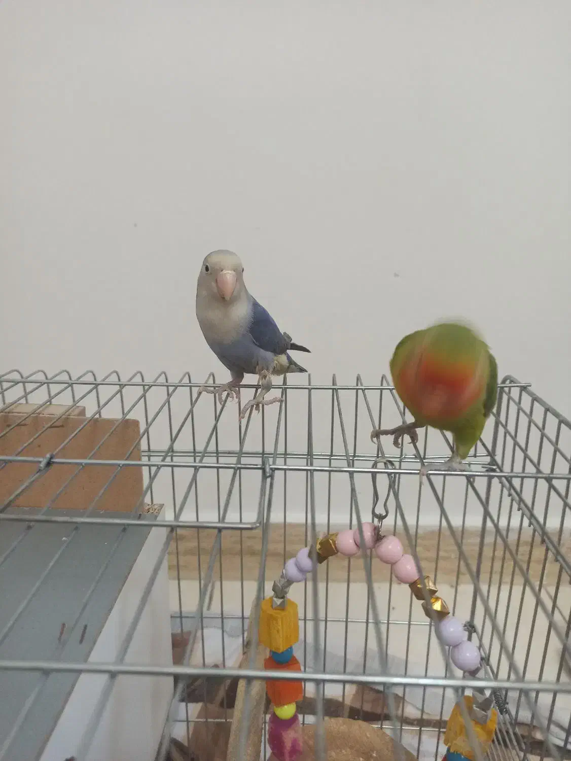 طوطی برزیلی|پرنده|گلستان (تهران), |دیوار