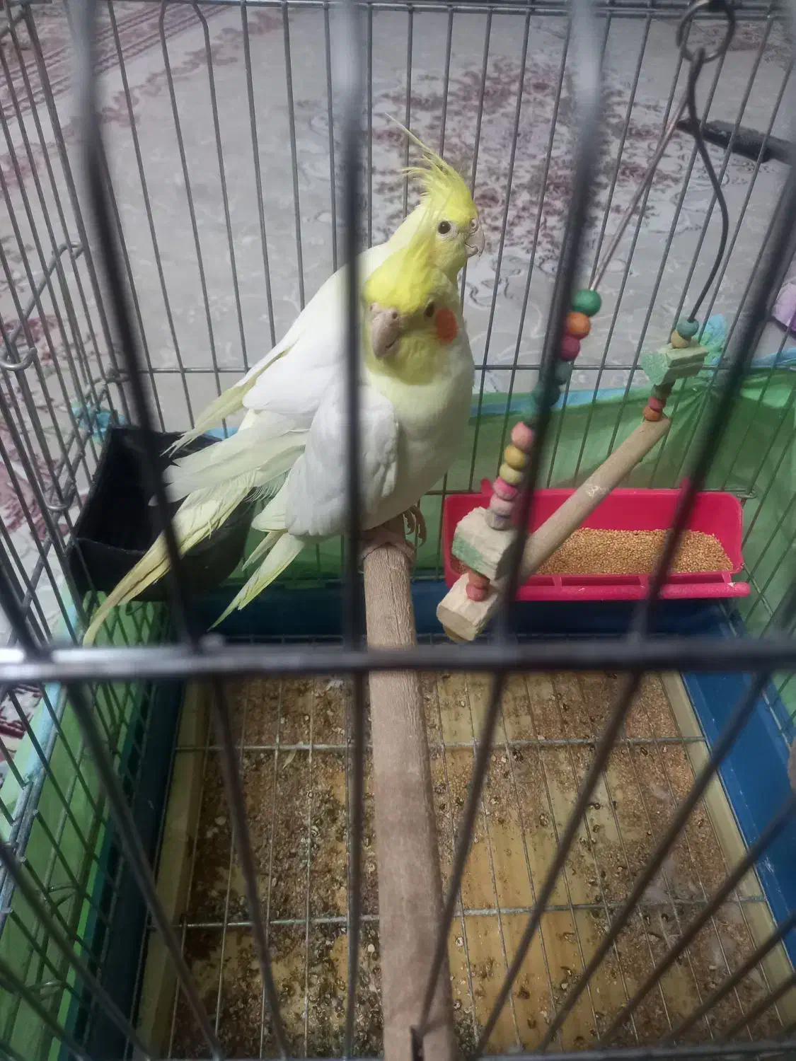 دو تا عروس هلندی یکیش دستی|پرنده|تاکستان, |دیوار